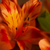 Orange Lily Macro 1-2