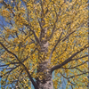 Golden leaf aspen tree