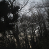 Woodland Twilight