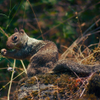 California Ground Squirrel P8124