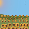 Sunflower field 