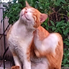 scratching an itch