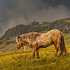 Icelandic horse at sunset 3