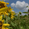 Tournesol