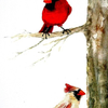 Cardinal Pair