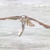 Osprey caught a big fish 08-14-2026