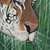 Tiger at Play