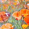 Buckeyes and Poppies #2 