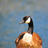 Canadian Goose Lake Forest California 