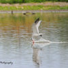 Caspian Tern