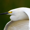 Snowy Egret 