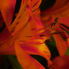 Orange Lily Macro 1
