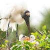 Wood Stork Family Bond