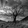 Solo Tree