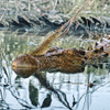 Crocodile at Yellow Water Billabong 3