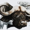 Cape Buffalo 