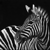 Zebra No. 3