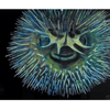ocean animals