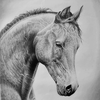 Horse portrait 