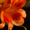 Orange Lily Macro 1-1