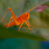 Tiny Grasshopper 