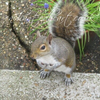 Squirrel and Blue Muscari