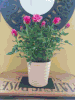 FLOwers?