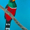Masked Trogon