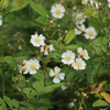 wildflower