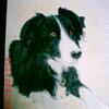 Collie Dog