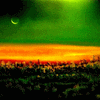 Twilight Field
