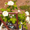 Flowers of all Types