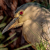 Night Heron -  June 18 2024