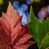 Fall Begins - September 25  2025
