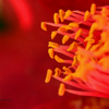 Color Burst