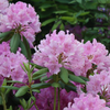 pink flowers