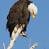 obviously a female Eagle