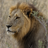 once upon a time in the bush