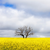 Canola fields 2