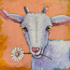 Daisy, Goat