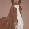 Horse Portraits