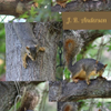Squirrels 2