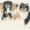 Collie 