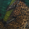 Pangolin 1