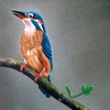 IJsvogel  op een tak