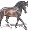 Hannoveraner Stallion