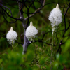 Bear Grass