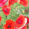 Poppies