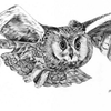 Owl in flight