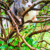 sentinel in tree